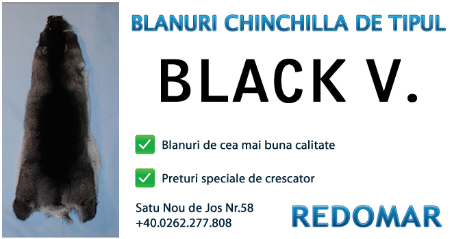 Blanurile de chinchilla de tipul black velvet - Redomar SRL