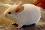 Chinchilla