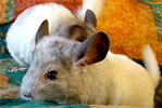 Chinchilla alba